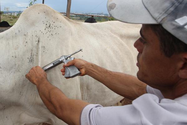 Município de Arneiroz se destaca com 98,59% do seu rebanho de bovinos vacinados contra Febre Aftosa